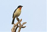 White-rumped Tanager